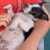 süßer Jack-Russel Amigo