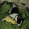 süßer Jack-Russel Amigo