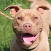 PUMBA