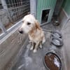 DORY mix golden retriever