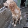 DORY mix golden retriever