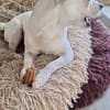 Poupi petite chihuahua câine