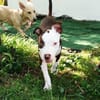YELLOW le petit bellot
