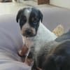 ARLEY le joli coeur