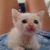 Lily Rose, la mignonne petite chatte
