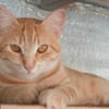 Lili, la belle rousse