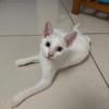Aby, femelle croisée européen, née le 02/03/2025 🐱