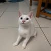 Aby, femelle croisée européen, née le 02/03/2025 🐱