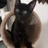 Amour, mâle croisé européen, né le 04/06/2025 🐱