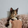 Maddy, femelle croisée européen, née le 05/06/2025 🐱
