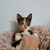 Maddy, femelle croisée européen, née le 05/06/2025 🐱
