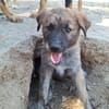 Odin