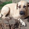 Azzu, femelle croisée Labrador, née le 01/01/2022 🐶