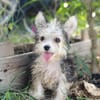 Korail, femelle croisée bichon , née le 09/04/2025 🐶