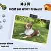 Muci-Kleine Seele sucht großes Herz