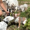 Muci-Kleine Seele sucht großes Herz