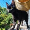CORVIN sucht Zuhause mit Garten