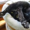 CORVIN sucht Zuhause mit Garten