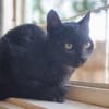 CORVIN sucht Zuhause mit Garten