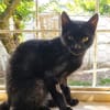 CORVIN sucht Zuhause mit Garten
