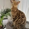 Kisa und Taiga sucht neues Zuhause