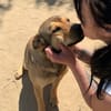 Terry:Jetzt werde ich auch Familienhund