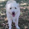 Oscar der Goldendoodle