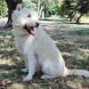 Oscar der Goldendoodle