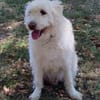 Oscar der Goldendoodle