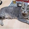 Daisy sucht in Wohnjngshaltung FIV&FeLV+