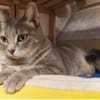 Daisy sucht in Wohnjngshaltung FIV&FeLV+