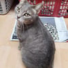 Daisy sucht in Wohnjngshaltung FIV&FeLV+