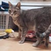 Daisy sucht in Wohnjngshaltung FIV&FeLV+