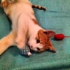 kleines Katerle Leo sucht Zuhause