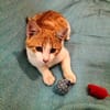 kleines Katerle Leo sucht Zuhause