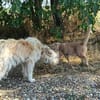 Samy sucht liebevolle Familie