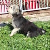 Smorca - kinderlieb u. verspielt
