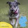 Kleine Svea sucht neues Zuhause