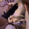 Kleine Svea sucht neues Zuhause