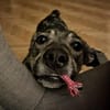 Kleine Svea sucht neues Zuhause