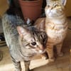 Foxy und Monty suchen zusammen