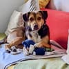 Balto, sanft, verschmust, freundlich