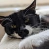 Lotti - lieber Haus - statt Hofkatze