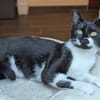 Lotti - lieber Haus - statt Hofkatze