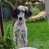 Lebensfrohes Settermädchen sucht