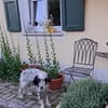 Lebensfrohes Settermädchen sucht