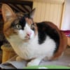 Lomi FIV+ sucht in Wohnungshaltung