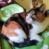 Lomi FIV+ sucht in Wohnungshaltung