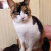 Lomi FIV+ sucht in Wohnungshaltung