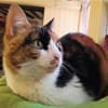 Lomi FIV+ sucht in Wohnungshaltung